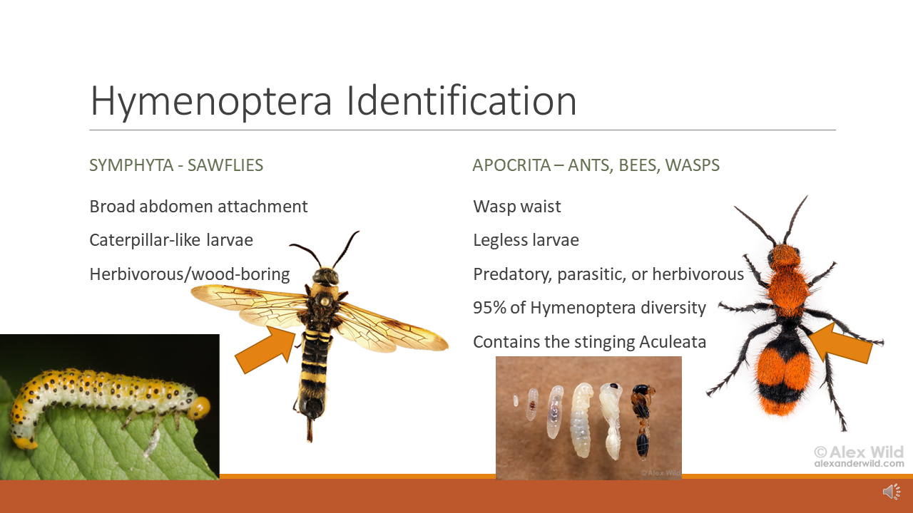 A Powerpoint slide depicting the differences between the suborders of Hymenoptera.